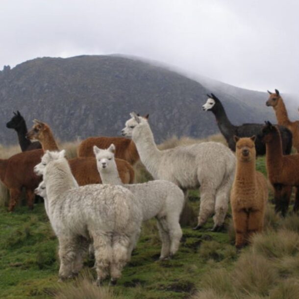 alpacas andina