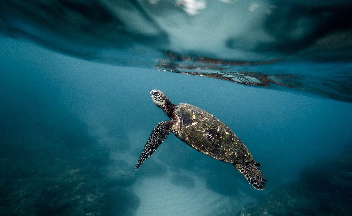 turtle2 eco-tourism-northern-peru