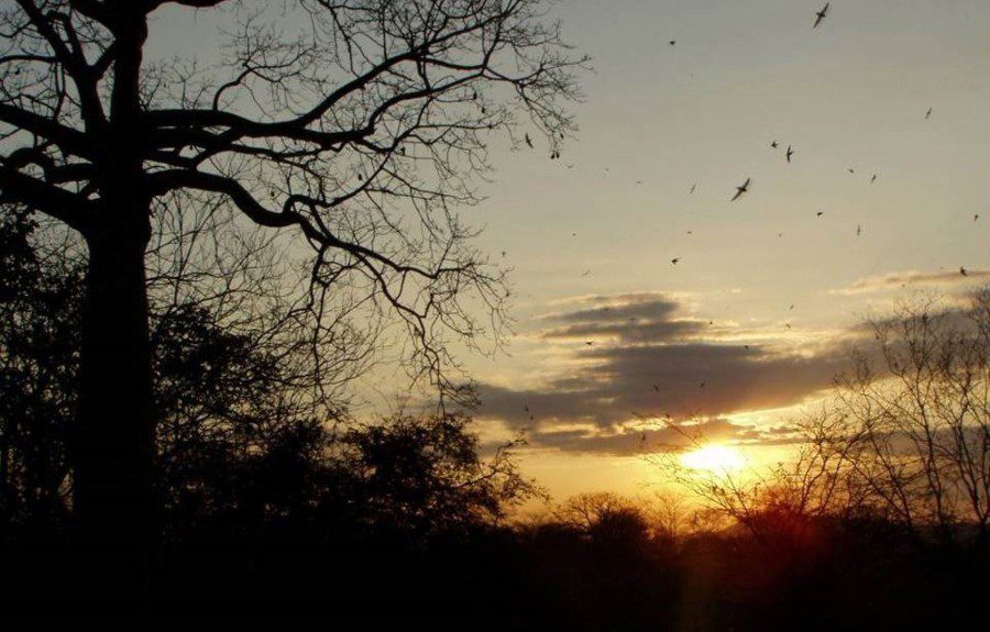 cerros-de-amotape-tumbes