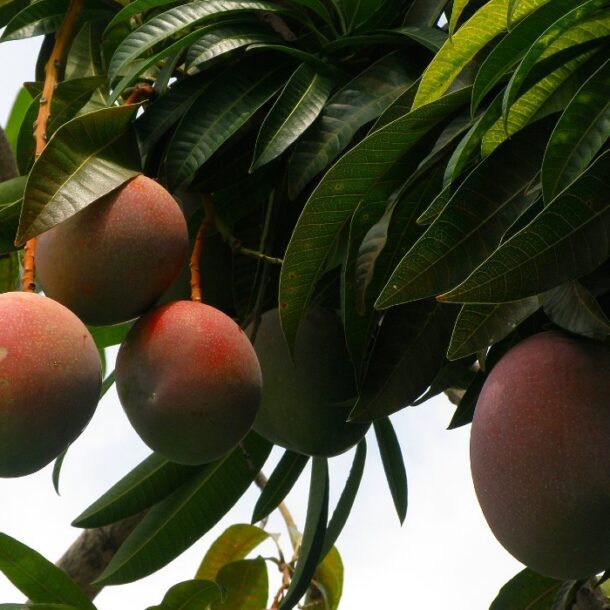 mango peru