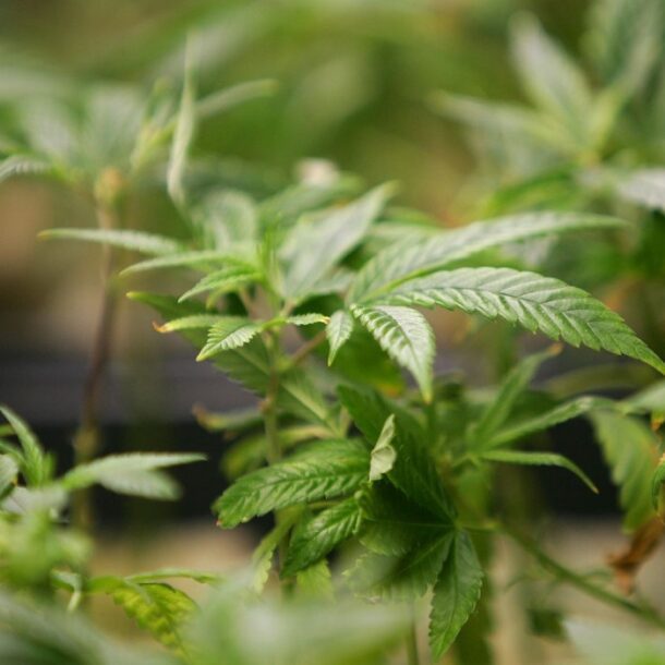 marijuana cannabis in peru