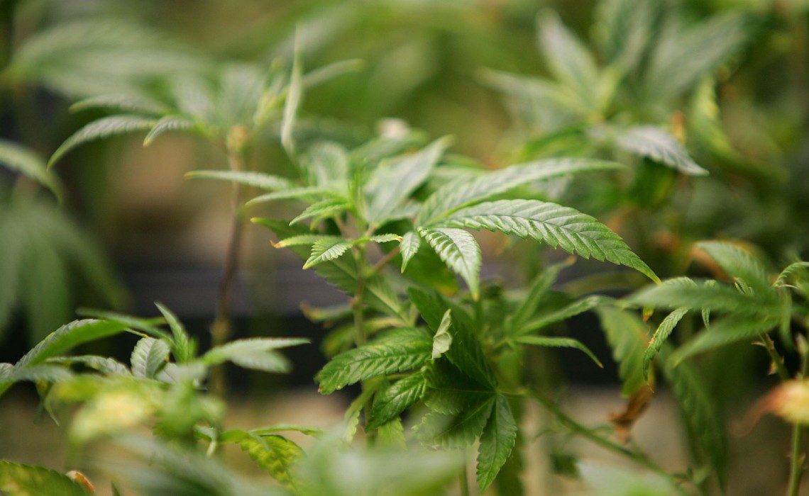 marijuana cannabis in peru (1) marijuana cannabis in peru