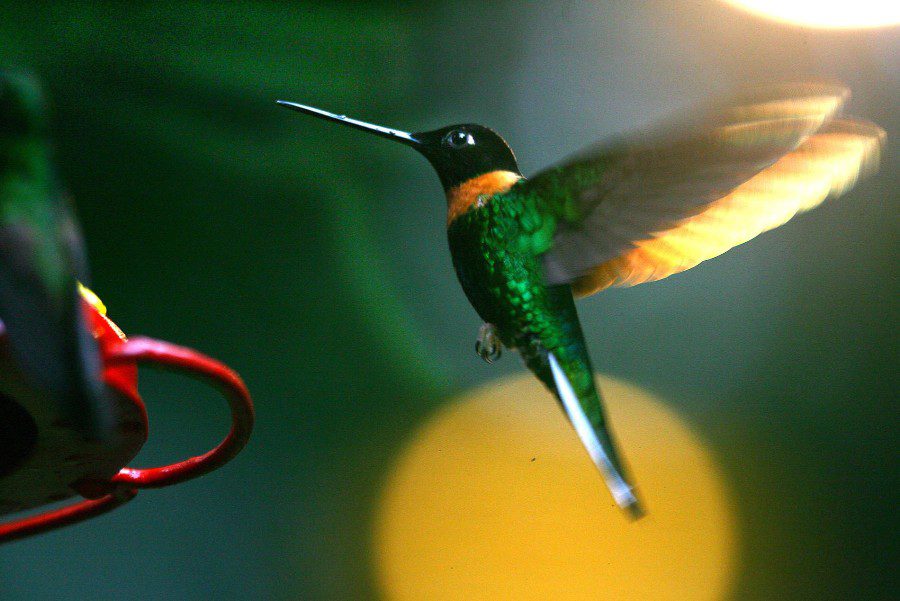 peru-birdwatching-hummingbird-andina