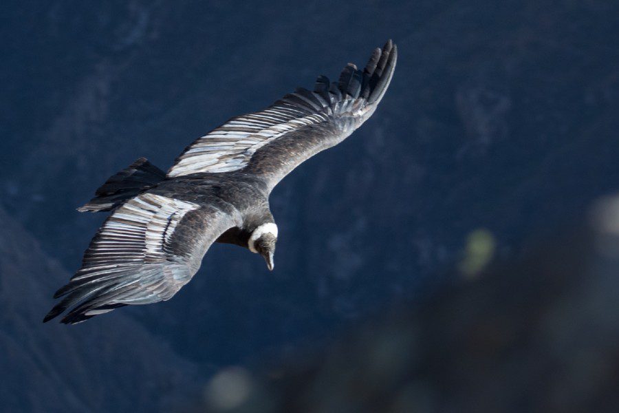 -andean-condor