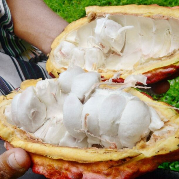 cacao piura best in the world