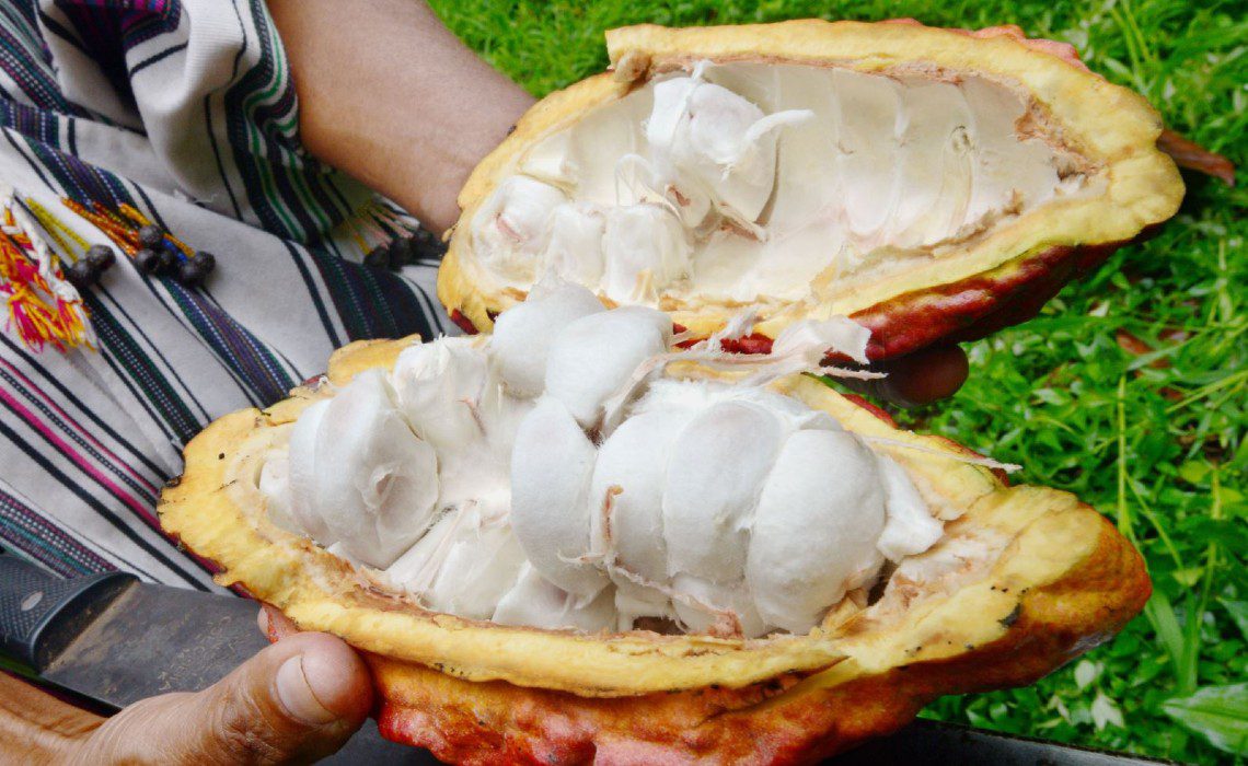 cacao piura best in the world cacao piura best in the world