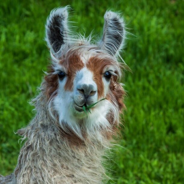 wildlife-machu-picchu