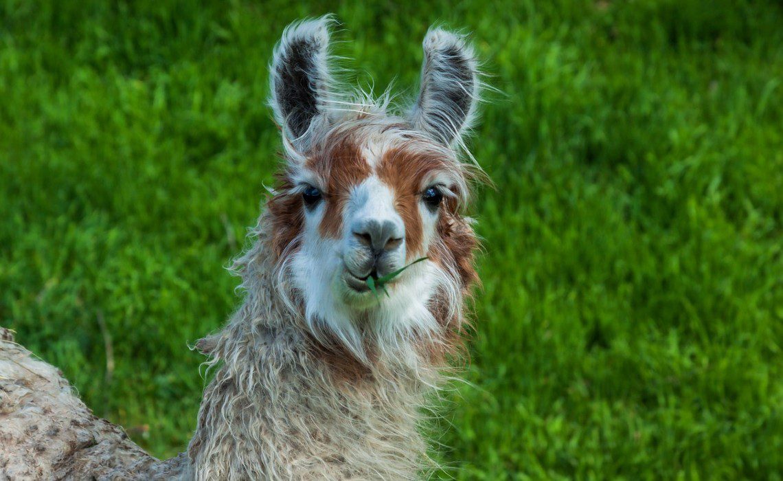 17 Animals in Danger of Extinction in Peru