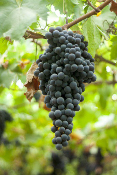 Peruvian vines negra criolla grape