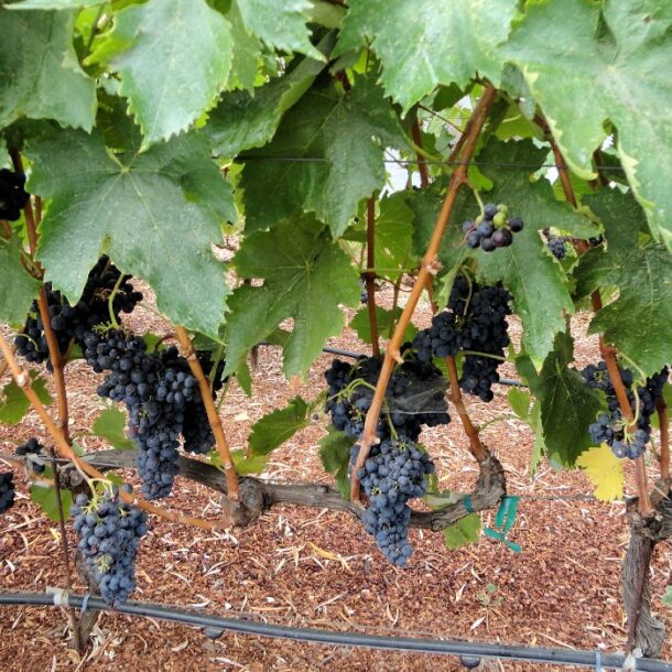 Sonoma Valley Peruvian grape vines