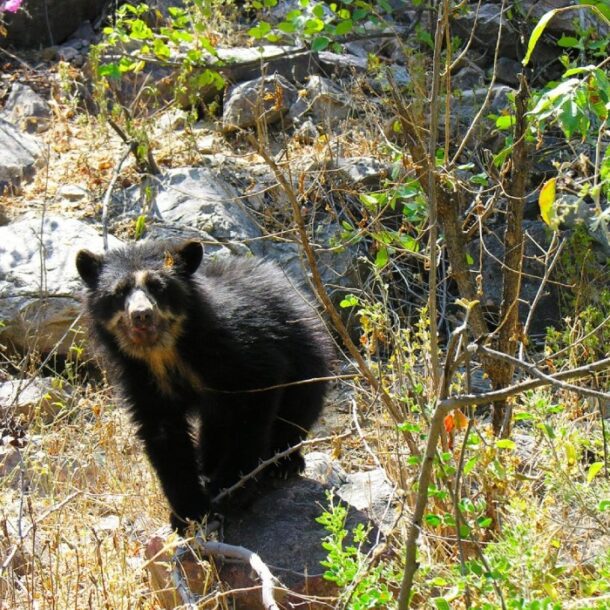 spectacled bear machu picchu