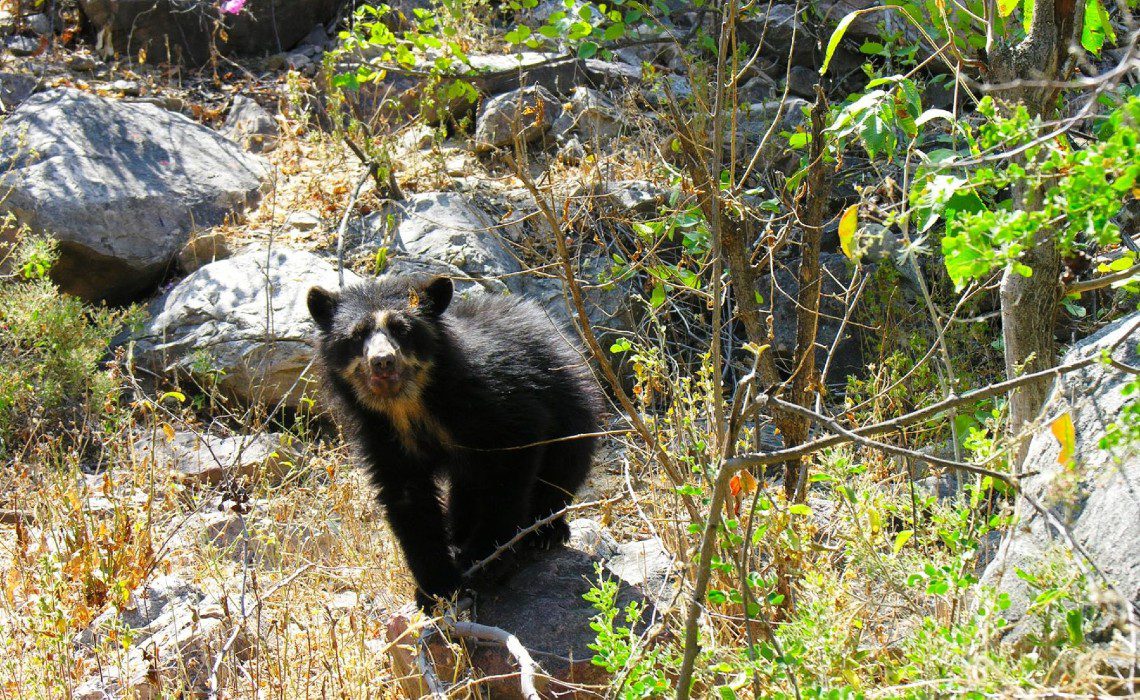 spectacled bear machu picchu spectacled bear machu picchu