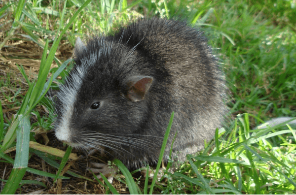 native-rodent-Machu-Picchu