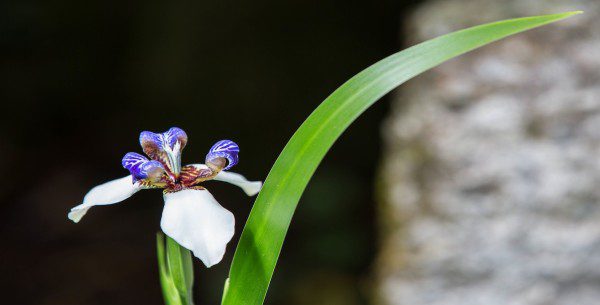 Machu-Picchu-Peru-Orchids