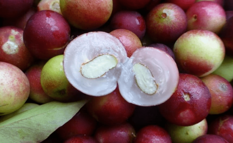 camu-camu-benefits