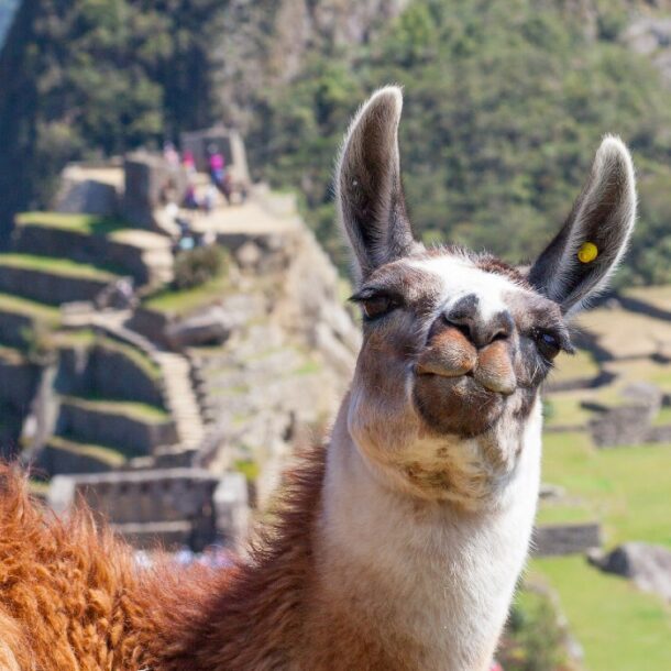 Experience Peru from your home