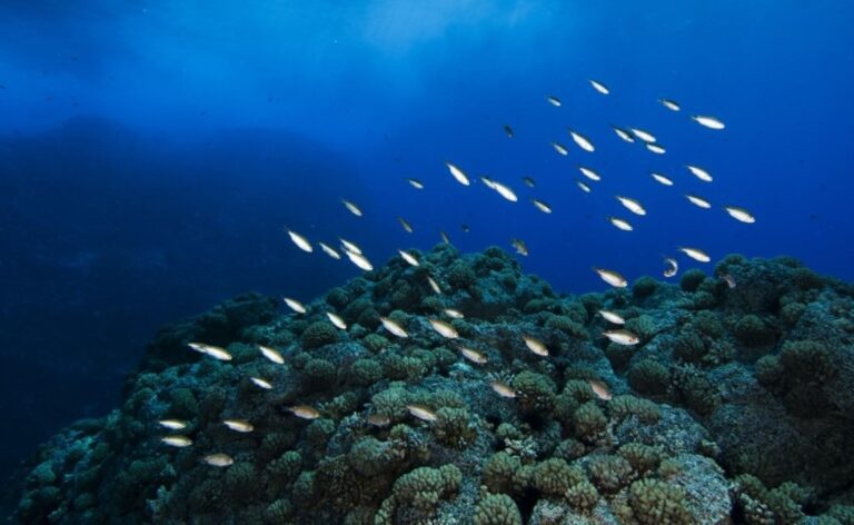 Dorsal de Nazca Natural Reserve Peru