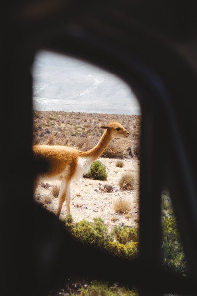 vicuña-camelid