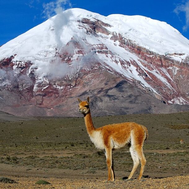 vicuna