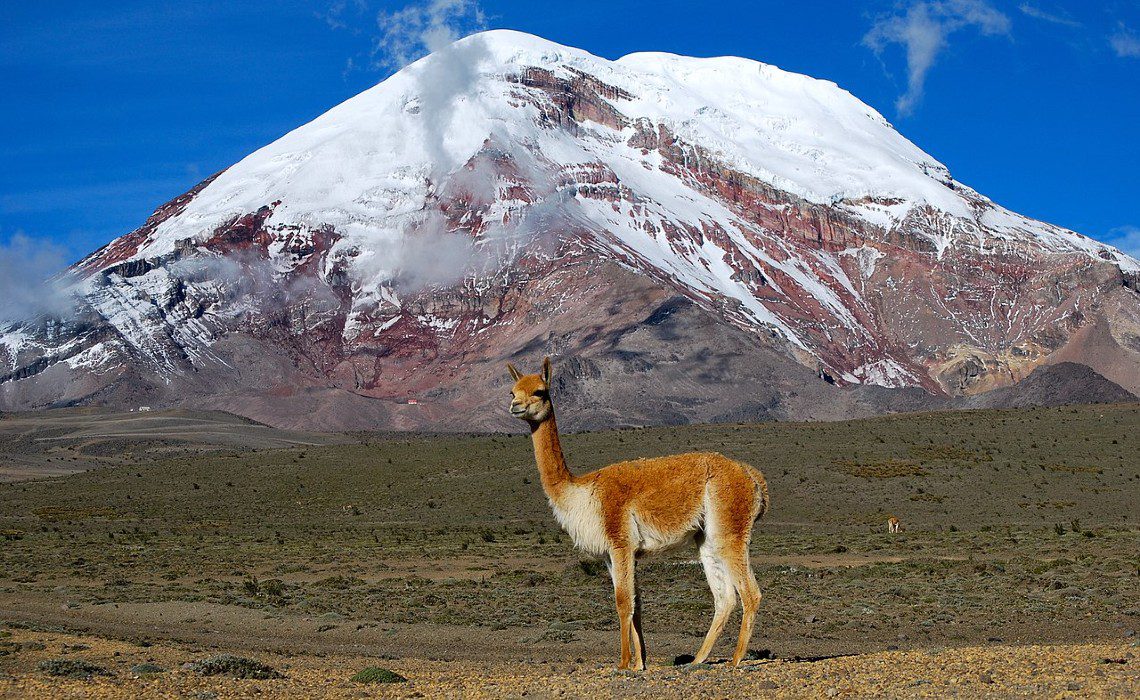 vicuna vicuna