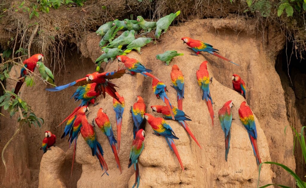 Macaw Clay Lick Manu National Park