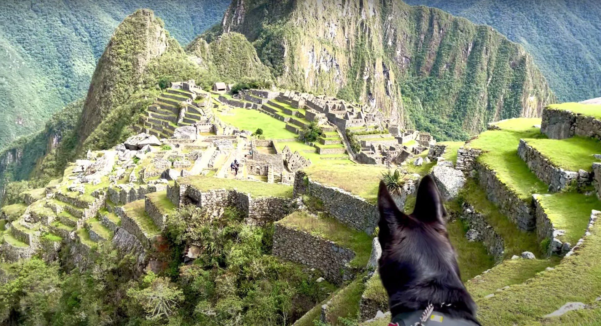 First Service Dog Allowed Inside Machu Picchu