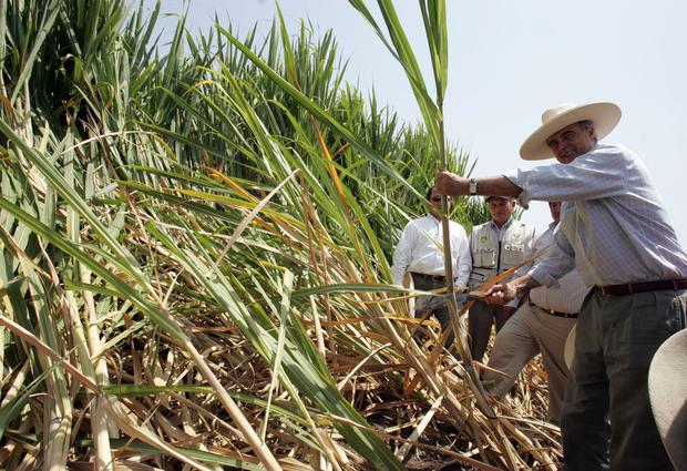 harvesting sugarcane used to produce nuna