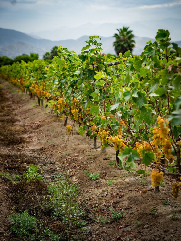 Puente Viejo Farm
