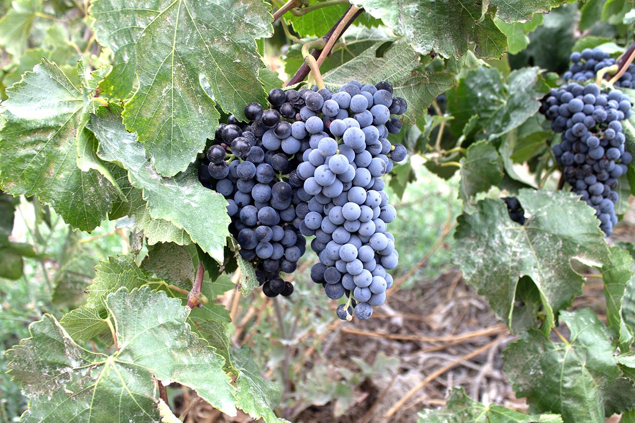 Grapes on a vine in Arequipa Photo by Daniel Quintero