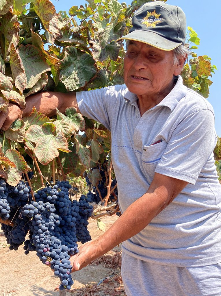 Wine Farmer proudly presenting his grapes at Finca Maravilla in Tacna.