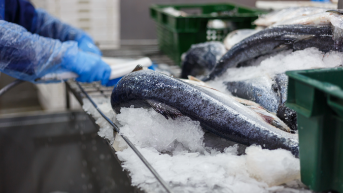 Freezed Salmon