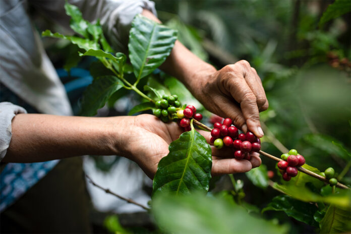 TILP Coffee-2